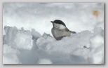 oiseau en  hiver en Corse