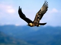 aigle royal