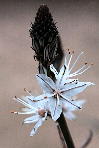 asphodele corse