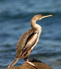 cormoran
