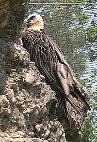 Le gypaète dit un jour à l'aigle : Si j'avais le courage de compère aigle, je mangerais la vache et son veau.
L'aigle répondit : Si j'avais la force de compère gypaète, je mangerais le troupeau et son berger.